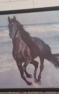قاب عکس اسب زیبا
