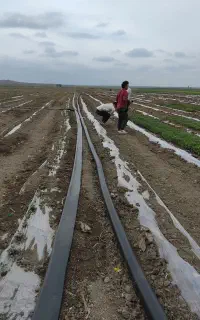 اجرای آبیاری قطره ای زمین‌های کشاورزی