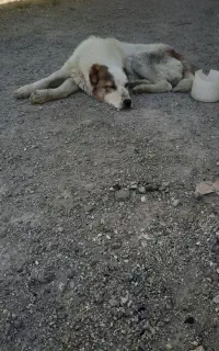 سگ توله خراسانی