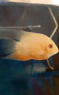 ماهی پرت و سوروم