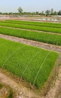 تم هاشمی دستی اماده نشا