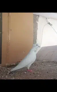 پرنده