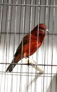 قناری نر سوخته سُرخ ( کُبالت )