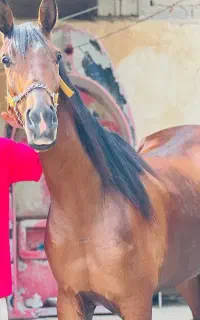مادیون عرب خالص حمدانی سمری
