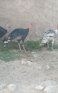 بوقلمون