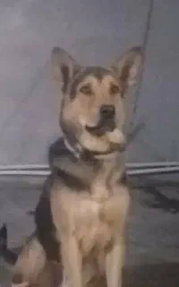 فروش سگ