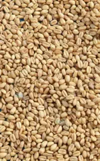 گندم ده دشت هزار من تمیز  با کیفیت