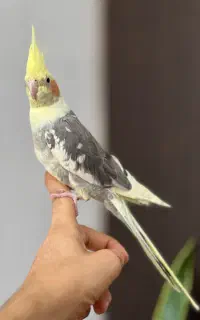 گمشده عروس هلندی