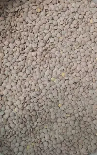 عدس روسی ، درجه یک و خوش‌پخت به قیمت عمده