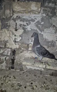 جوجه پلاکی
