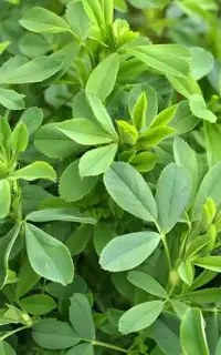 یونجه کنباین شده