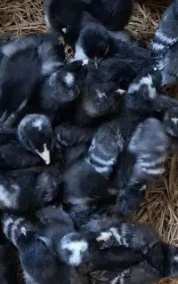 جوجه شاخدار(سسار۴۰روزه)جوجه مرغ ۱ماهه