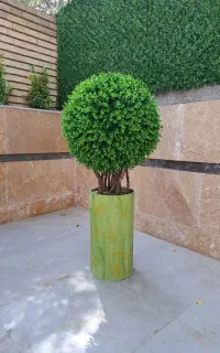 درختچه شمشادی