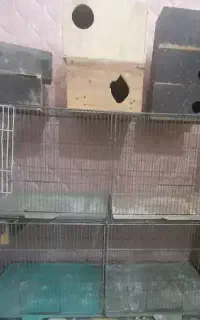قفس جوجه پرون و معمولی‌ و لونه عروس و مرغ عشق