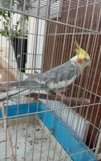 عروس هلندی سخنگو