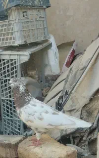 کبوتر کله ای گم شده