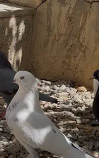کبوتر گم شده هفشجان