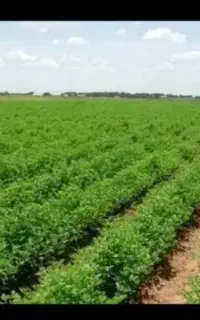 سرکارگر کشاورزی فعال