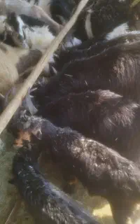 فروش کهره نر