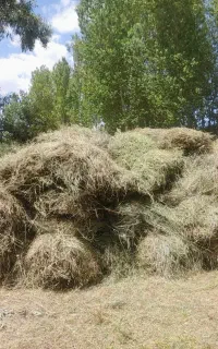 علف خشک