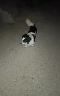 دو قلاده سگ