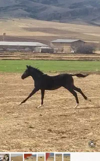 اسب مادیان