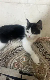 بچه گربه گم شده