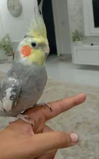 عروس هلندی جفت