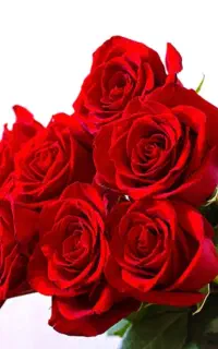گل ملی ۳۰۰ شاخه ۳۶ ماهه