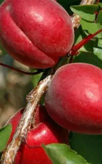 صنوبربادام گردوانارسیب هل ارش