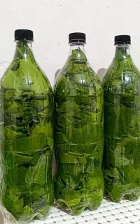 برگ انگور بهداشتی
