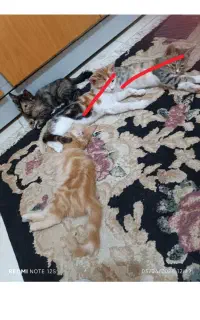 گربه