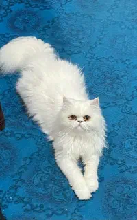 گربه پرشین