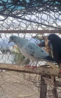 کبوترهای زیبای تهرانی  پرشی
