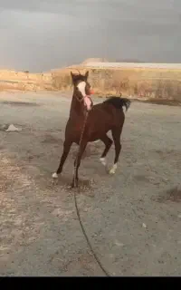 فروش اسب
