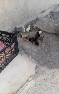 جوجه گلین