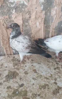 جوانه بزک  وسوسکی اس