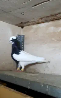 طوقی سیاه نر