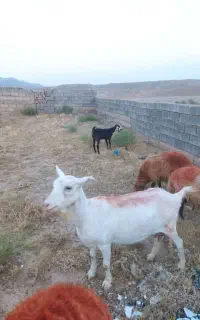 بز سانن