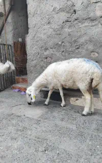 گوسفند ماده