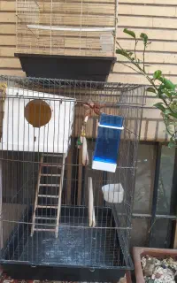 قفس عروس هلندی