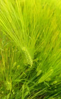 فروش بذر جو برا کاشت
