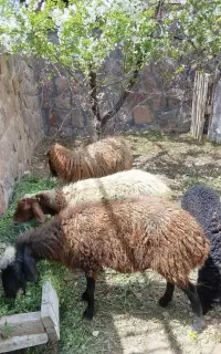 دو عدد میش برای کشتار