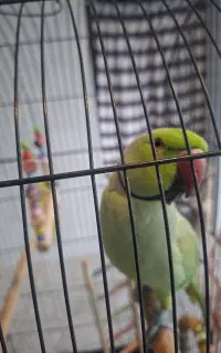 طوطی ملنگو
