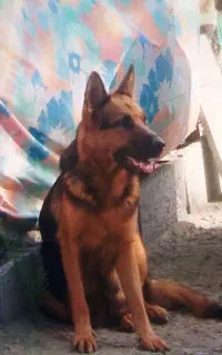 سگ ژرمن