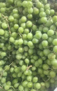 فروش غوره