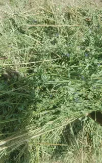 پرس یونجه