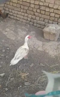 اردک اسرائیلی