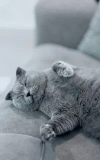 گربه اسکاتیش