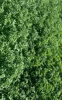 یونجه ساق باریک و پر برگ